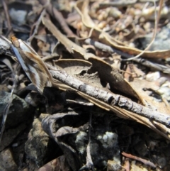 Phytotrypa propriella at Yarrow, NSW - 30 Sep 2017 10:48 AM