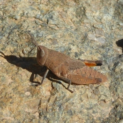 Goniaea opomaloides (Mimetic Gumleaf Grasshopper) at Gigerline Nature Reserve - 30 Sep 2017 by Christine