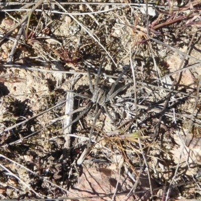 Tasmanicosa sp. (genus) (Unidentified Tasmanicosa wolf spider) at Stromlo, ACT - 1 Oct 2017 by Christine