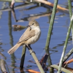 Acrocephalus australis (Australian Reed-Warbler) at Lake Burley Griffin Central/East - 27 Sep 2017 by Alison Milton