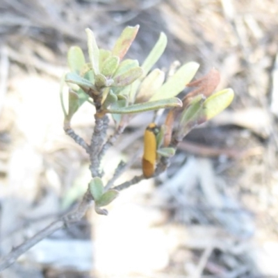 Chrysonoma paracycla (Chrysonoma paracycla) at Stromlo, ACT - 1 Oct 2017 by Christine