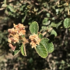 Pomaderris betulina at Paddys River, ACT - 2 Oct 2017 09:28 PM