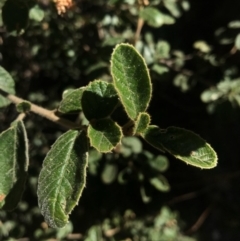 Pomaderris betulina at Paddys River, ACT - 2 Oct 2017