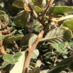 Pomaderris betulina at Paddys River, ACT - 2 Oct 2017