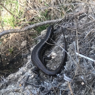 Eulamprus heatwolei (Yellow-bellied Water Skink) at Paddys River, ACT - 2 Oct 2017 by AaronClausen