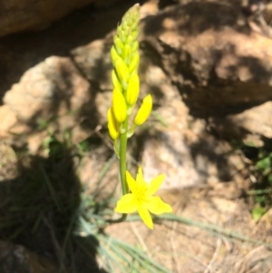 Bulbine glauca at Paddys River, ACT - 2 Oct 2017 09:30 PM