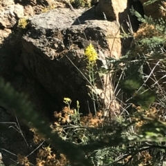 Bulbine glauca at Paddys River, ACT - 2 Oct 2017 09:30 PM