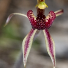 Caladenia actensis (Canberra Spider Orchid) at Majura, ACT by DerekC