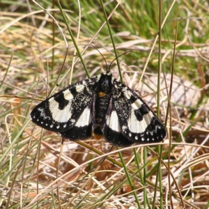 Agaristodes feisthamelii at Mount Clear, ACT - 1 Oct 2017 01:10 PM