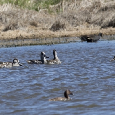 Malacorhynchus membranaceus (Pink-eared Duck) at Fyshwick, ACT - 28 Sep 2017 by AlisonMilton