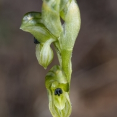 Hymenochilus bicolor (Black-tip Greenhood) at Majura, ACT - 1 Oct 2017 by DerekC