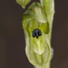 Hymenochilus bicolor (ACT) = Pterostylis bicolor (NSW) at Majura, ACT - suppressed