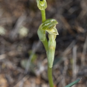 Hymenochilus bicolor at Majura, ACT - 2 Oct 2017