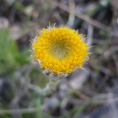 Leptorhynchos squamatus (Scaly Buttons) at Isaacs Ridge Offset Area - 2 Oct 2017 by Mike