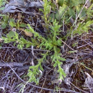 Leptorhynchos squamatus at Jerrabomberra, ACT - 2 Oct 2017