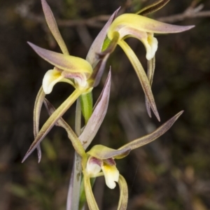 Lyperanthus suaveolens at Canberra Central, ACT - suppressed