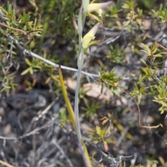 Lyperanthus suaveolens at Canberra Central, ACT - suppressed