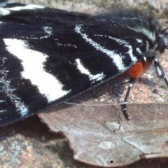 Phalaenoides glycinae at Burra, NSW - 3 Oct 2017