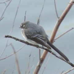Rhipidura albiscapa (Grey Fantail) at Bonython, ACT - 2 Oct 2017 by MichaelBedingfield