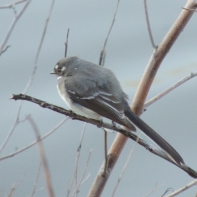 Rhipidura albiscapa (Grey Fantail) at Bonython, ACT - 1 Oct 2017 by michaelb