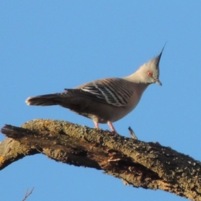 Ocyphaps lophotes (Crested Pigeon) at Bonython, ACT - 1 Oct 2017 by michaelb