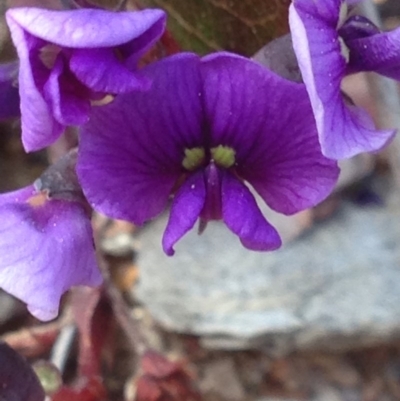 Hardenbergia violacea (False Sarsaparilla) at Burra, NSW - 2 Oct 2017 by Safarigirl