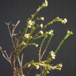 Asperula ambleia at Bonython, ACT - 2 Oct 2017 09:00 PM