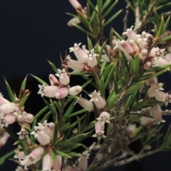 Lissanthe strigosa subsp. subulata (Peach Heath) at Bonython, ACT - 2 Oct 2017 by michaelb