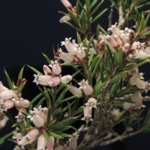 Lissanthe strigosa subsp. subulata at Bonython, ACT - 2 Oct 2017