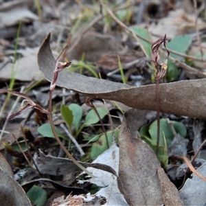 Cyrtostylis reniformis at suppressed - suppressed