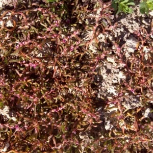 Polygonum plebeium at Isaacs Ridge - 2 Oct 2017