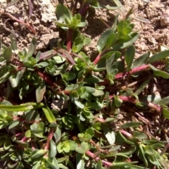 Lythrum hyssopifolia (Small Loosestrife) at Isaacs Ridge - 2 Oct 2017 by Mike