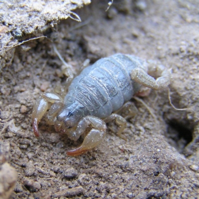 Urodacus manicatus (Black Rock Scorpion) at Kambah, ACT - 2 Oct 2017 by MatthewFrawley