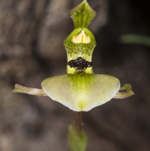 Chiloglottis trapeziformis at Bruce, ACT - 27 Sep 2017