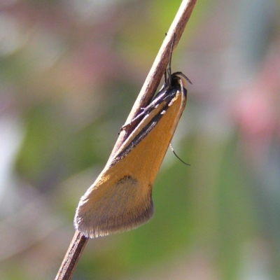 Philobota undescribed species near arabella (A concealer moth) at Mount Taylor - 2 Oct 2017 by MatthewFrawley