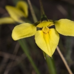 Diuris chryseopsis (Golden Moth) at Gungahlin, ACT - 29 Sep 2017 by DerekC