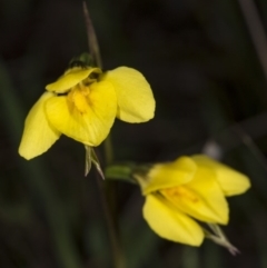 Diuris chryseopsis at Gungahlin, ACT - 29 Sep 2017