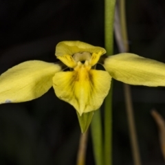 Diuris chryseopsis at Gungahlin, ACT - suppressed