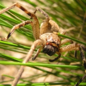 Neosparassus calligaster at Kambah, ACT - 2 Oct 2017