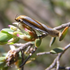 Phytotrypa propriella (A concealer moth) at Kambah, ACT - 2 Oct 2017 by MatthewFrawley