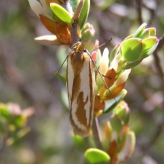 Phytotrypa propriella at Kambah, ACT - 2 Oct 2017