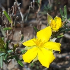 Hibbertia calycina (Lesser Guinea-flower) at Isaacs, ACT - 3 Oct 2017 by Mike