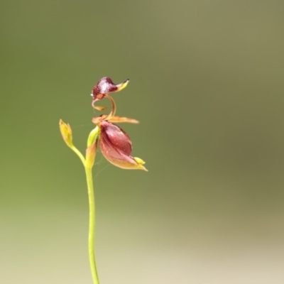 Caleana major (Large Duck Orchid) - 1 Jan 1900 by Leo