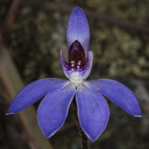 Cyanicula caerulea at Bruce, ACT - suppressed