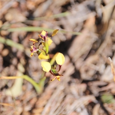 Diuris pardina (Leopard Doubletail) at Hackett, ACT - 2 Oct 2017 by petersan