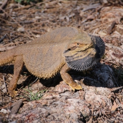 Pogona barbata (Eastern Bearded Dragon) at Hackett, ACT - 3 Oct 2017 by petersan