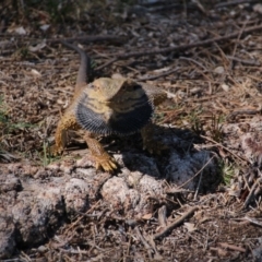 Pogona barbata at Hackett, ACT - suppressed