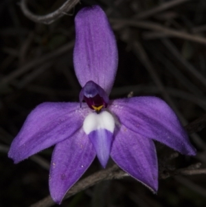 Glossodia major at Bruce, ACT - 27 Sep 2017