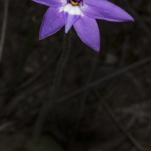 Glossodia major at Bruce, ACT - suppressed