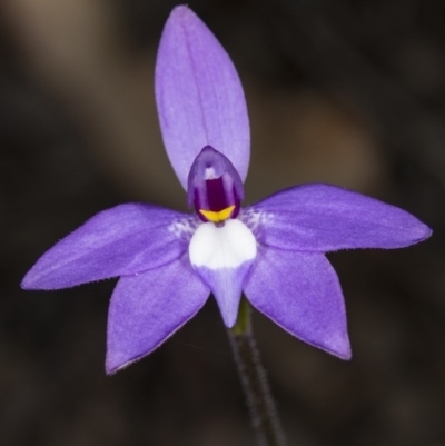 Glossodia major (Wax Lip Orchid) at Canberra Central, ACT - 30 Sep 2017 by DerekC